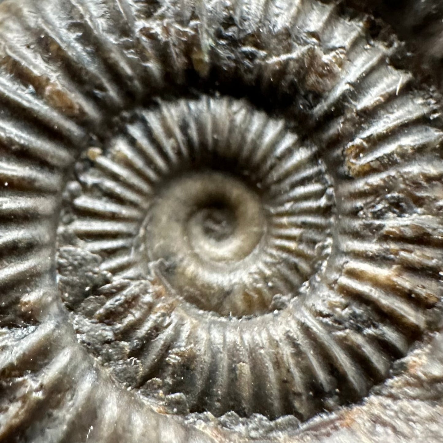 Dactylioceras Ammonite Fossil Gift Set - Whitby, North Yorkshire Jurassic Coast Yorkshire Fossils