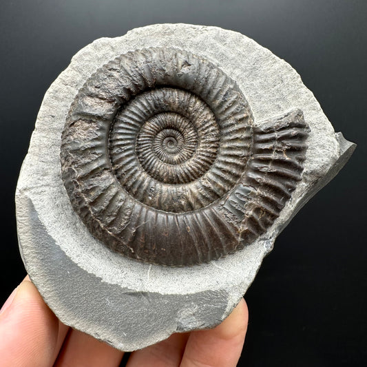 Dactylioceras Ammonite Fossil With box and Stand - Whitby, North Yorkshire Jurassic Coast Yorkshire Fossils