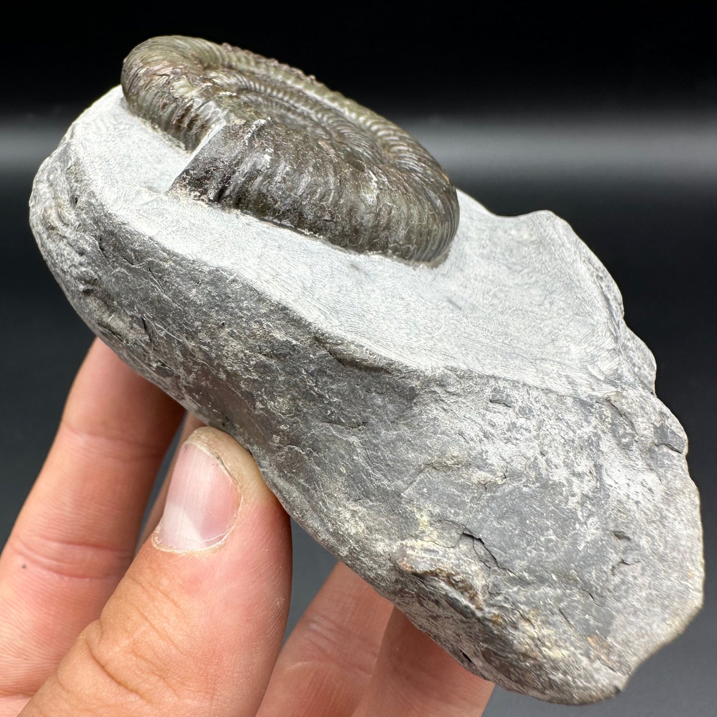 Dactylioceras Ammonite Fossil With Box And Stand - Whitby, North Yorkshire Jurassic Coast Yorkshire Fossils