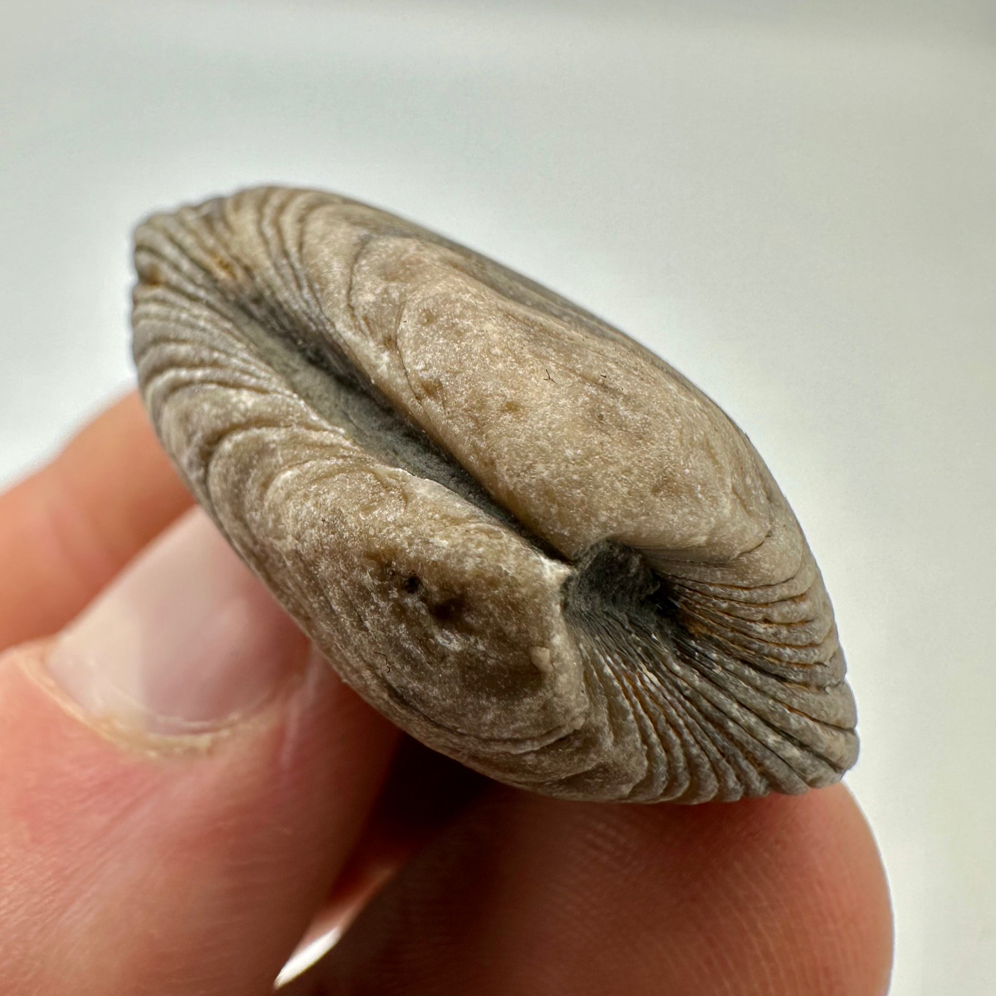 Cardinia Shell fossil - Whitby, North Yorkshire – Yorkshire.Fossils