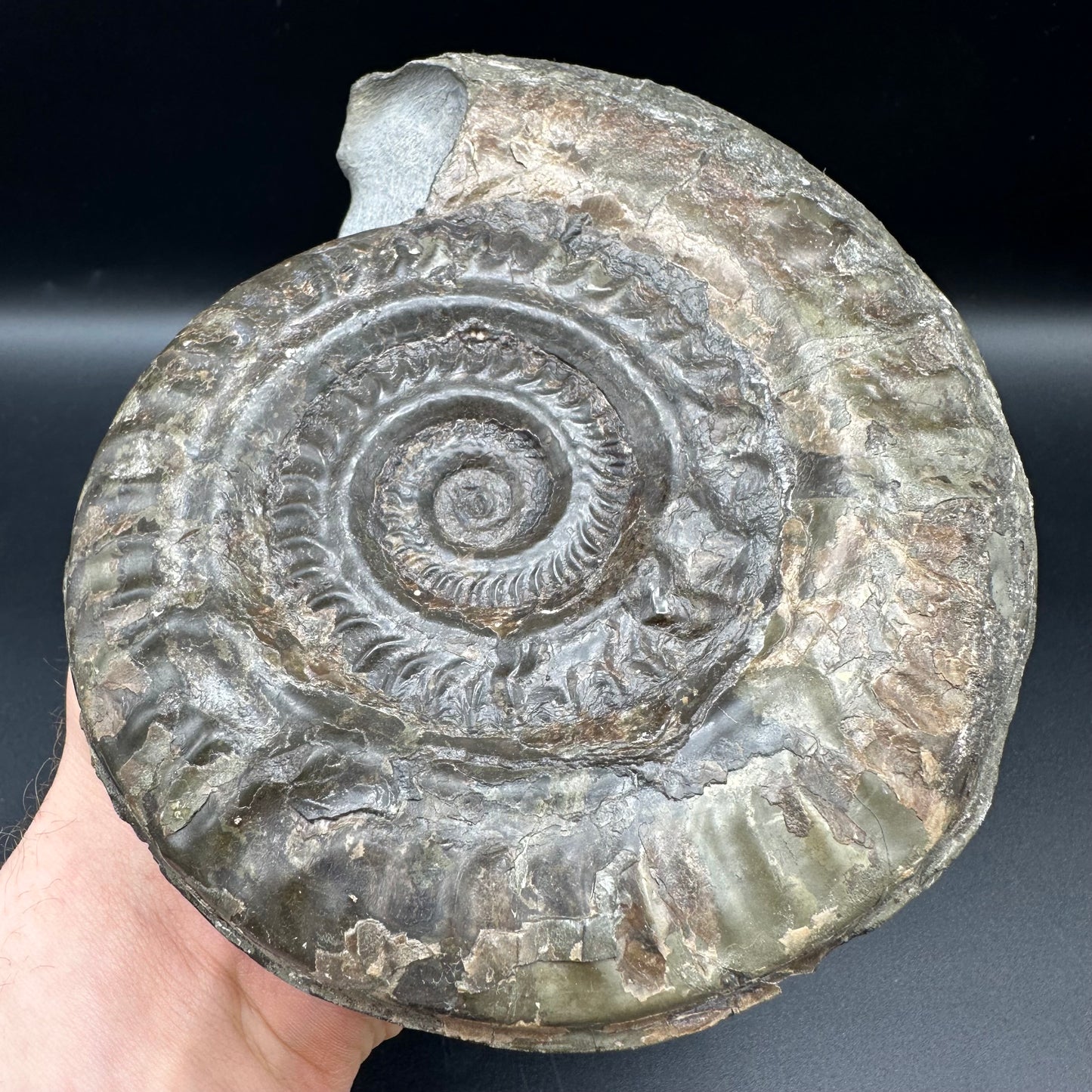 Hildoceras lusitanicum Ammonite fossil - Whitby, North Yorkshire, Jurassic Coast, Yorkshire Fossils from the Jurassic Coast