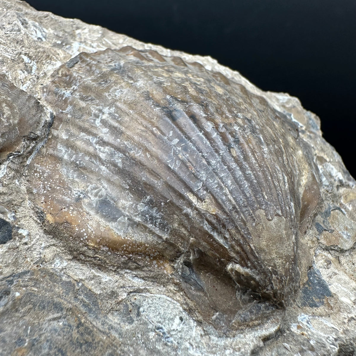 Shell fossil with stand - Whitby, North Yorkshire, Jurassic Coast, Yorkshire Fossils