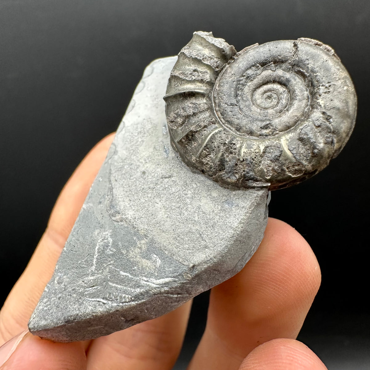 Arnioceras ammonite shell fossil with box and stand - Whitby, North Yorkshire Jurassic Coast Yorkshire Fossils