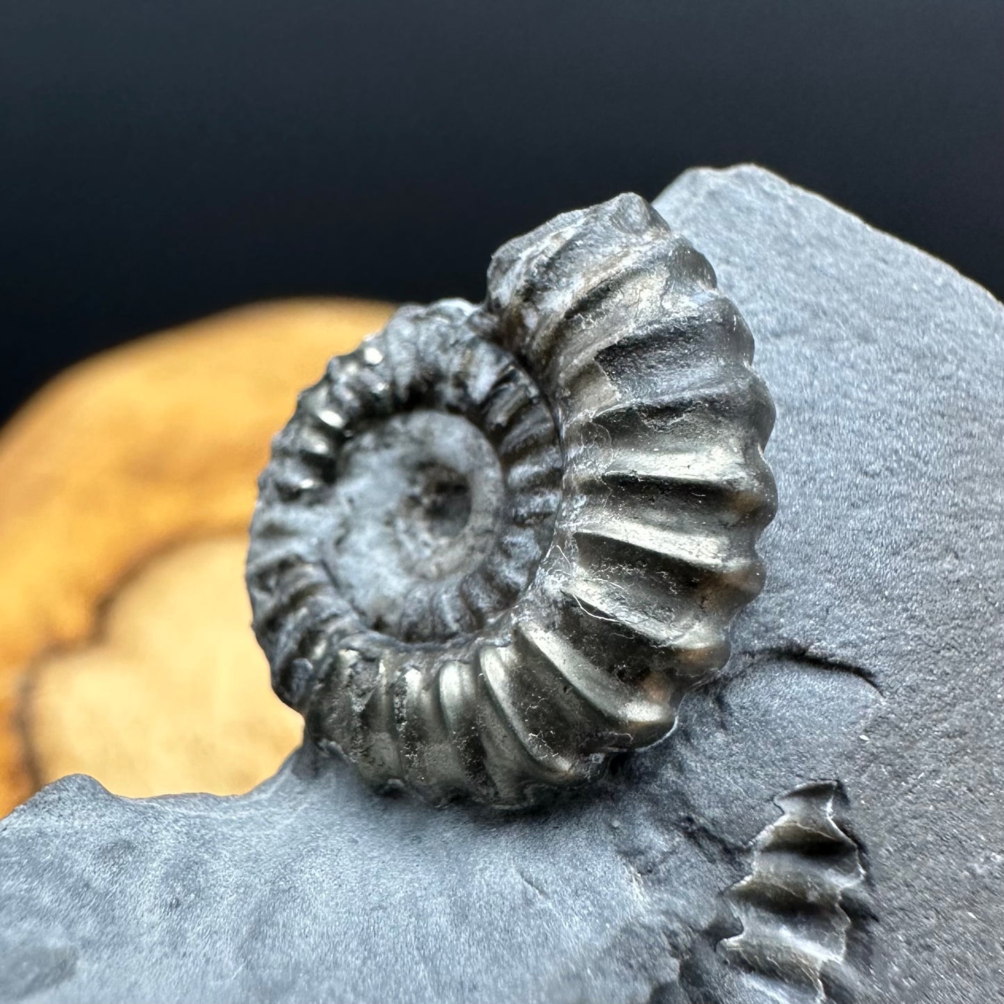 Promicroceras ammonite shell fossil with box and stand - Whitby, North Yorkshire Jurassic Coast Yorkshire Fossils