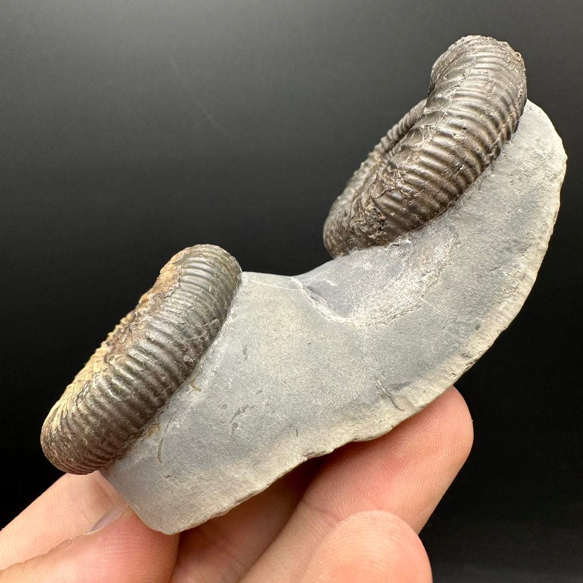 Dactylioceras Ammonite Fossil With Stand - Whitby, North Yorkshire Jurassic Coast Yorkshire Fossils