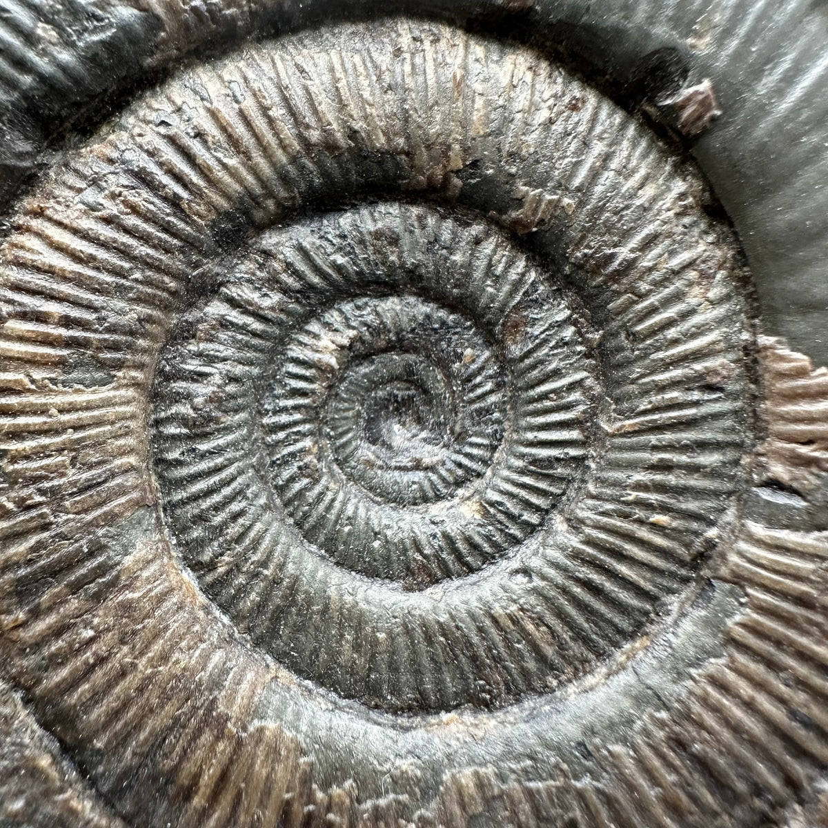 Dactylioceras tenuicostatum Ammonite fossil with box and stand - Whitby, North Yorkshire Jurassic Coast