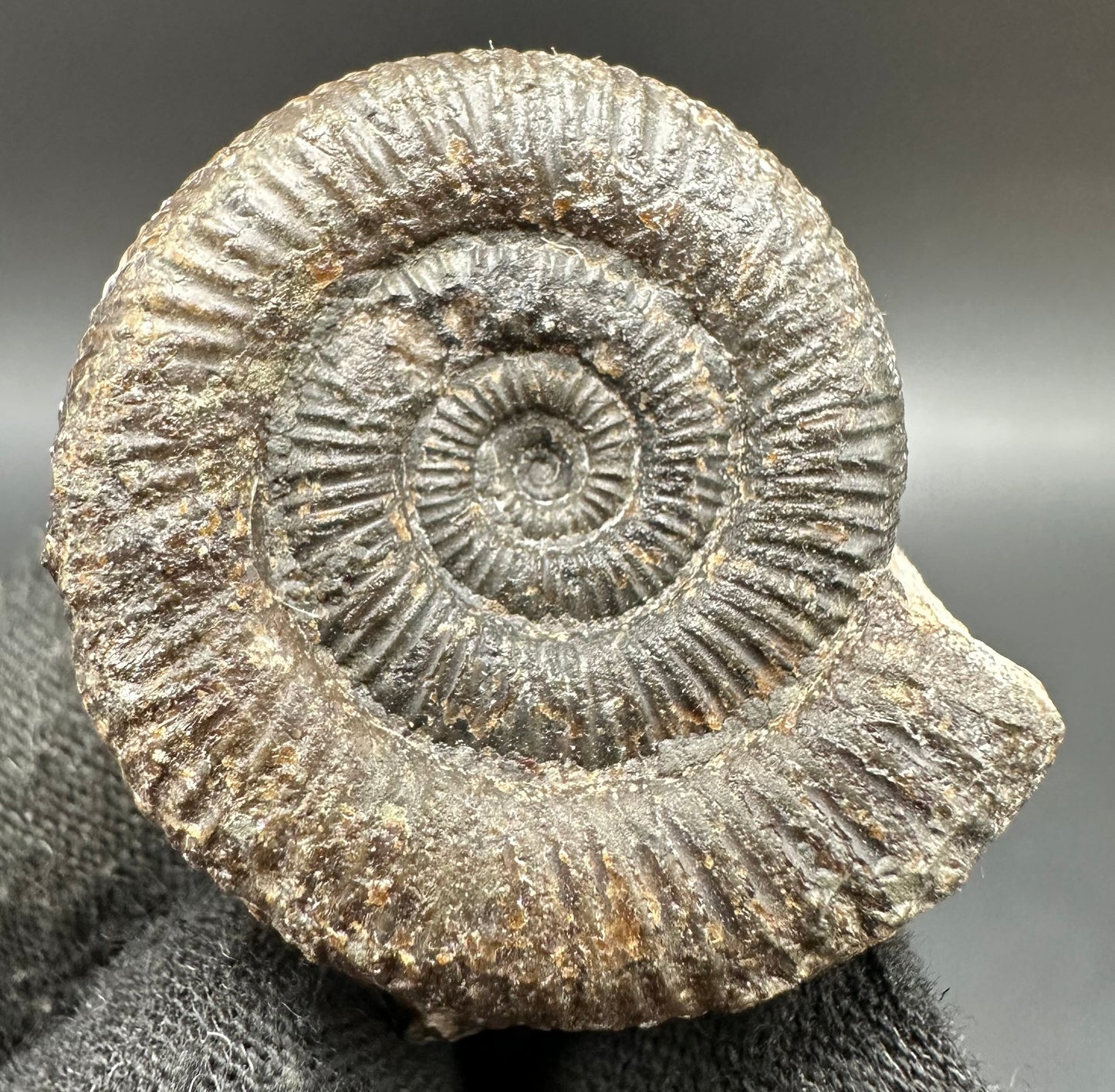 Dactylioceras Ammonite Fossil With Box And Stand - Whitby, North Yorkshire Jurassic Coast Yorkshire Fossils
