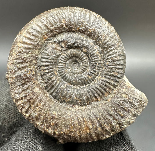 Dactylioceras Ammonite Fossil With Box And Stand - Whitby, North Yorkshire Jurassic Coast Yorkshire Fossils