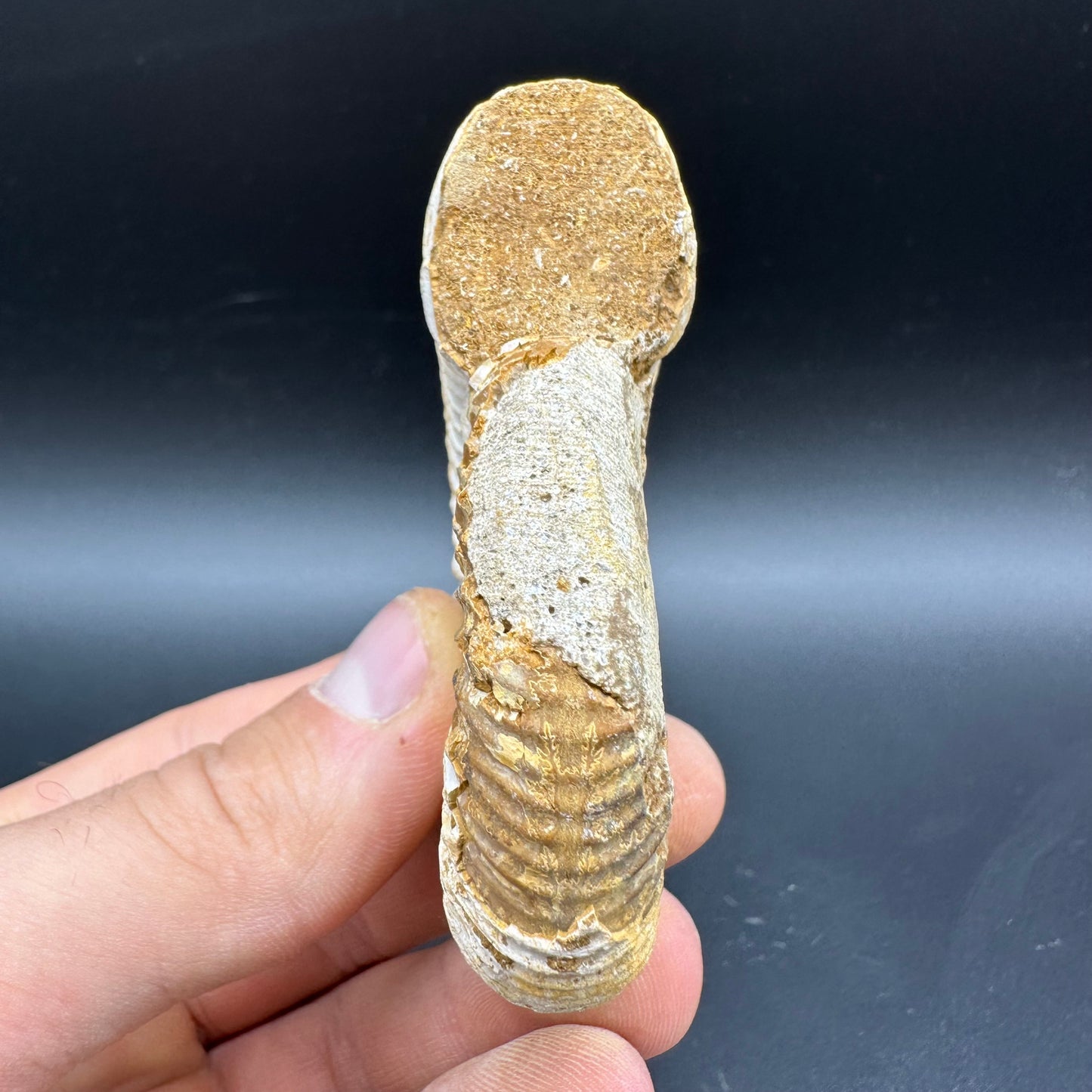 Dichotomosphinctes Ammonite Fossil With Box And Stand - Middle Jurassic Ammonite Madagascar