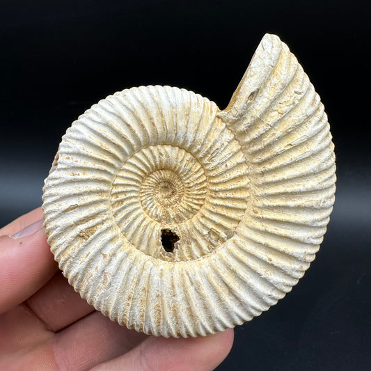 Dichotomosphinctes Ammonite Fossil With Box And Stand - Middle Jurassic Ammonite Madagascar