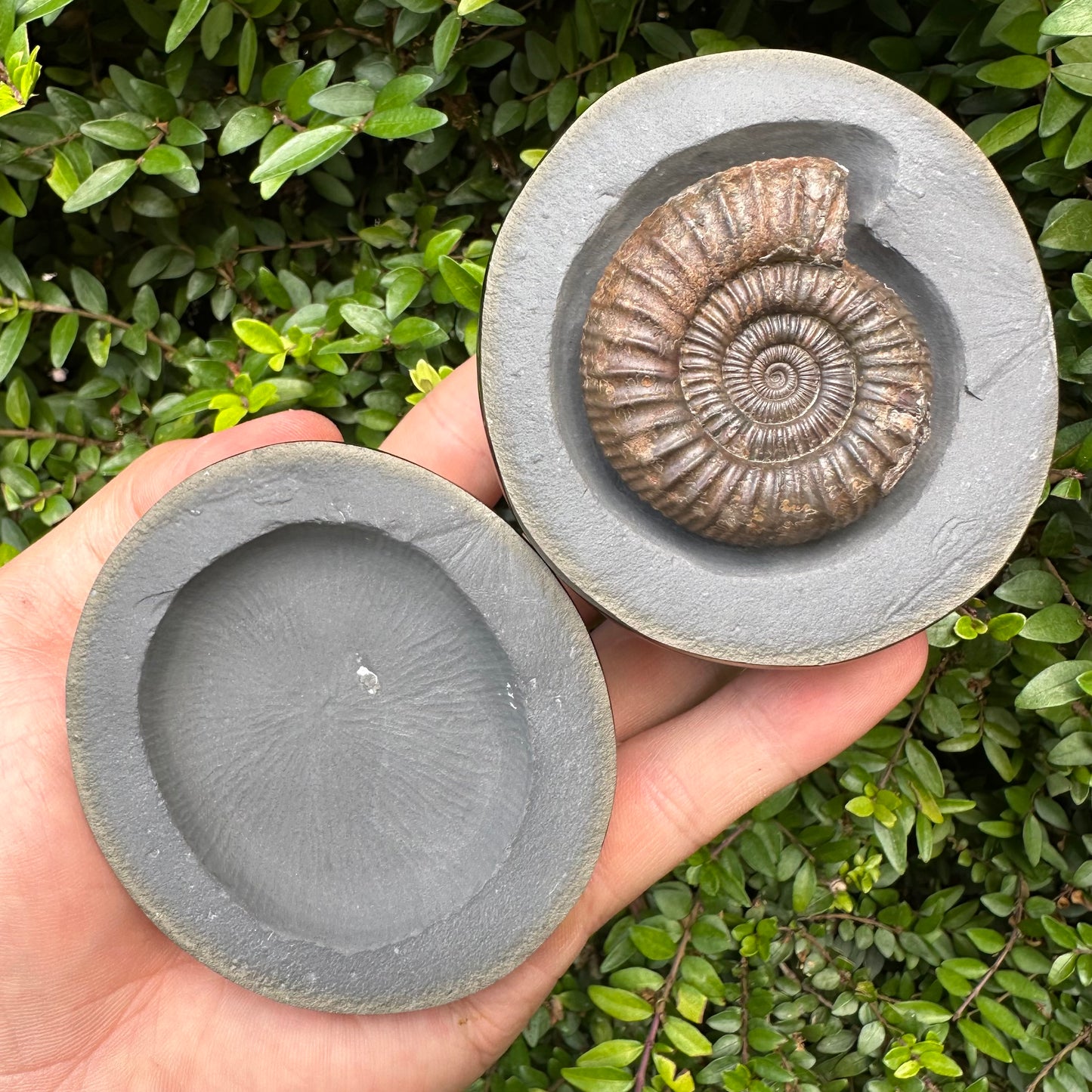 Golden Egg (IMPLANT) Ammonite fossil with stand - Whitby, North Yorkshire Jurassic Coast