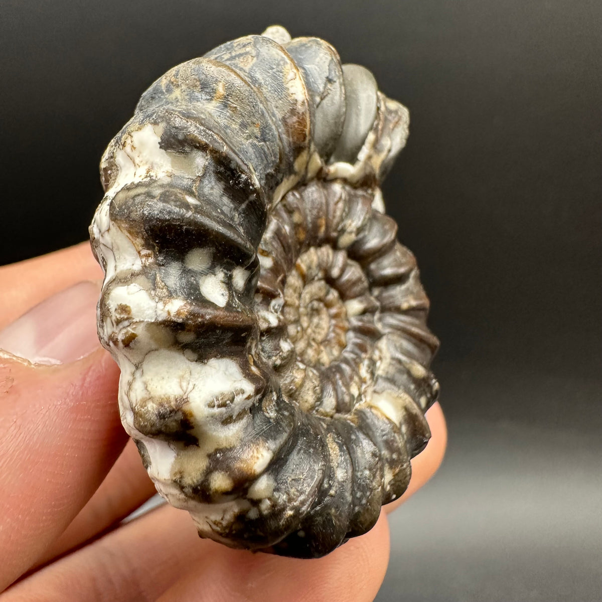 Androgynoceras maculatum ammonite fossil with box and stand - Whitby, North Yorkshire Jurassic Coast Yorkshire Fossils