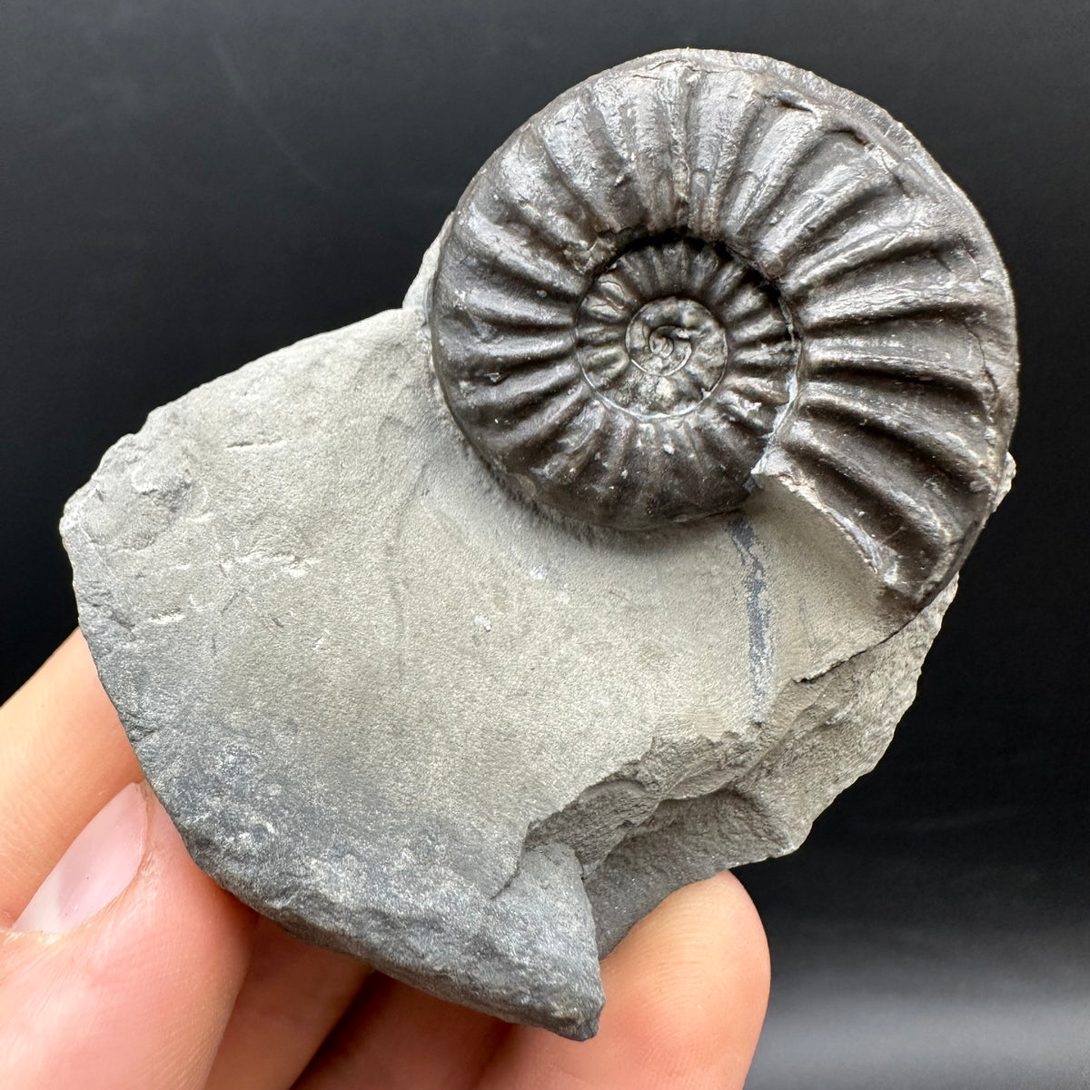 Asteroceras Ammonite fossil with box and stand - Whitby, North Yorkshire Jurassic Coast Yorkshire Fossils