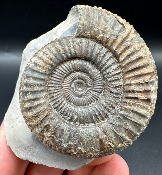 Dactylioceras Ammonite Fossil With Box And Stand - Whitby, North Yorkshire Jurassic Coast Yorkshire Fossils