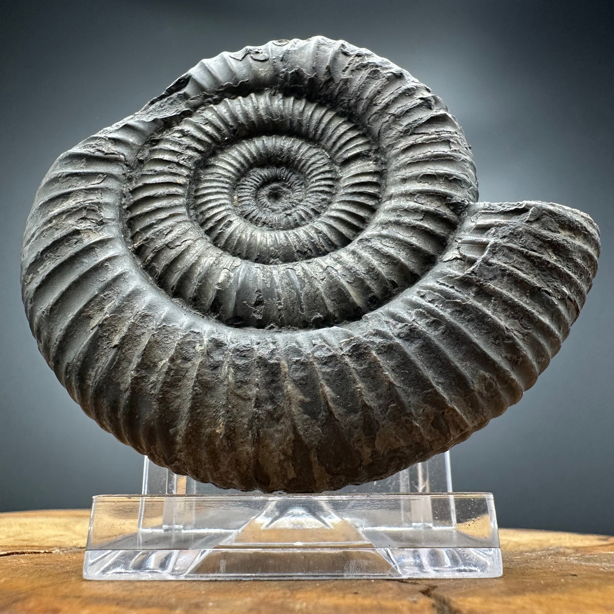 Dactylioceras Ammonite Fossil With box and Stand - Whitby, North Yorkshire Jurassic Coast Yorkshire Fossils