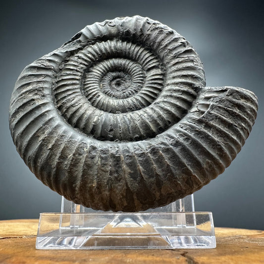 Dactylioceras Ammonite Fossil With box and Stand - Whitby, North Yorkshire Jurassic Coast Yorkshire Fossils