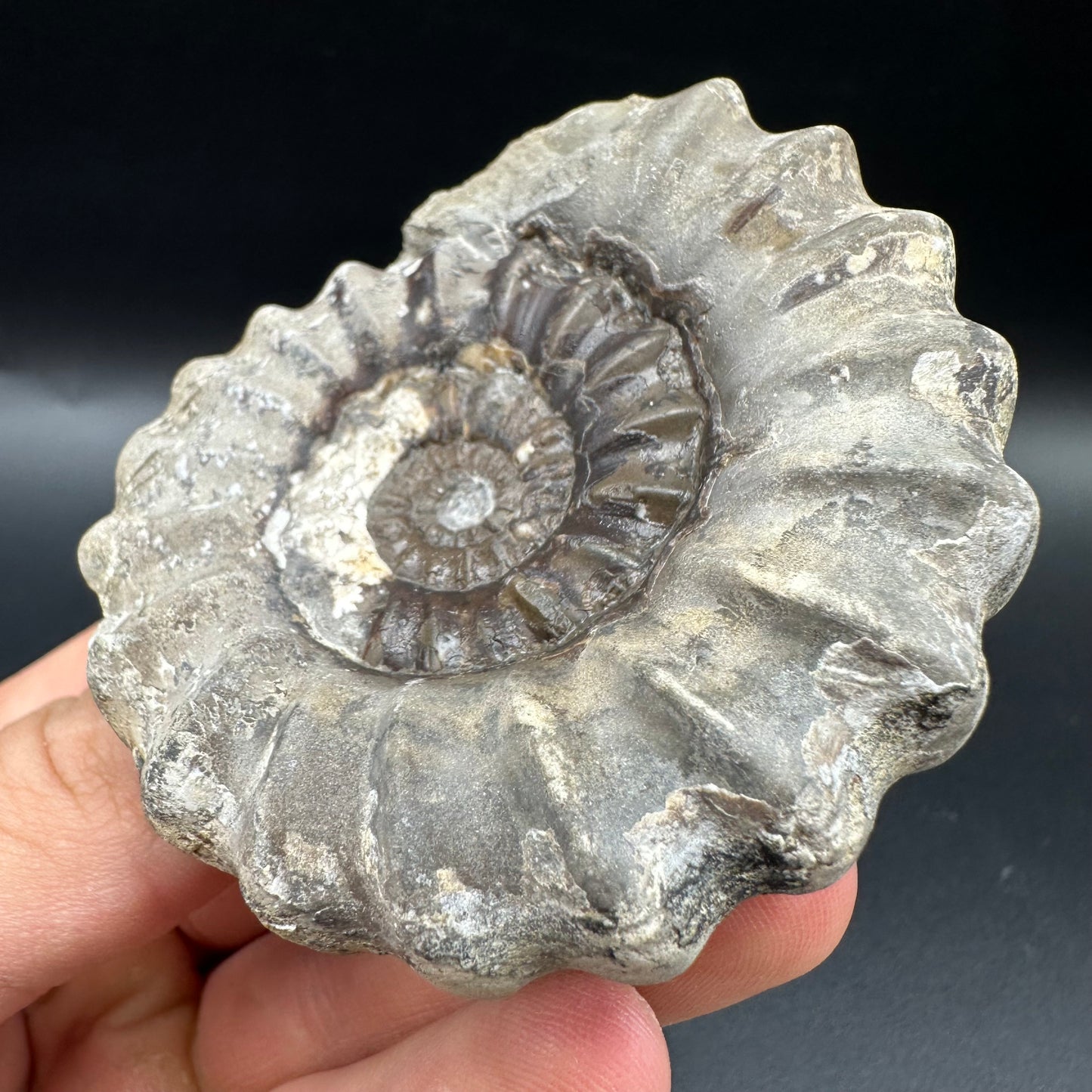 Androgynoceras maculatum ammonite fossil with box and stand - Whitby, North Yorkshire Jurassic Coast Yorkshire Fossils