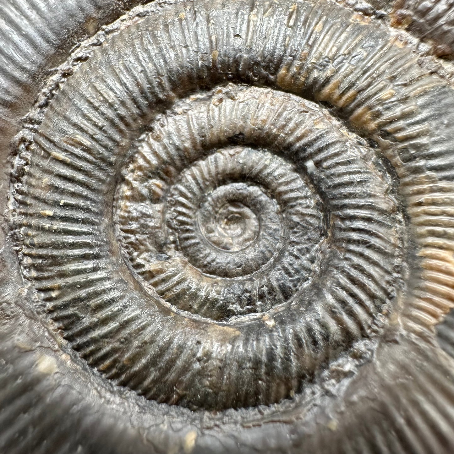 Dactylioceras tenuicostatum Ammonite fossil with box and stand - Whitby, North Yorkshire Jurassic Coast