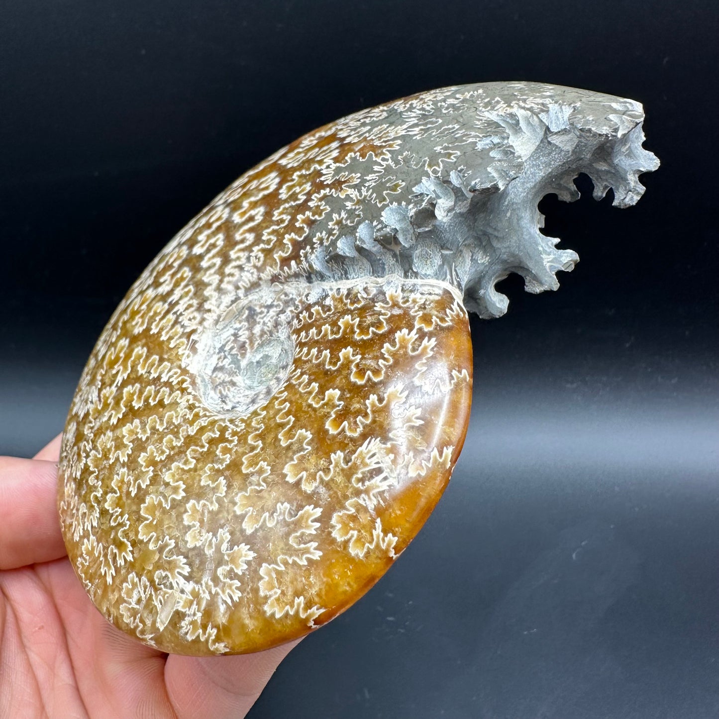 Cleoniceras Ammonite Fossil With Box And Stand - Cretaceous Ammonite Madagascar