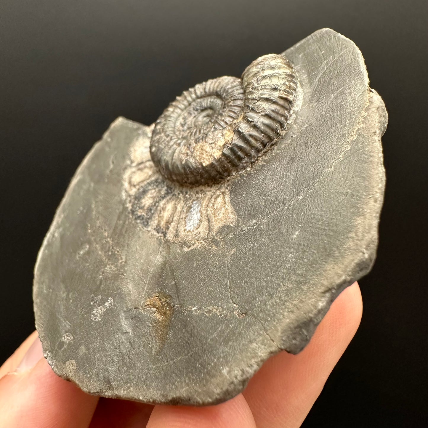 Dactylioceras Ammonite Fossil Gift Set - Whitby, North Yorkshire Jurassic Coast Yorkshire Fossils l