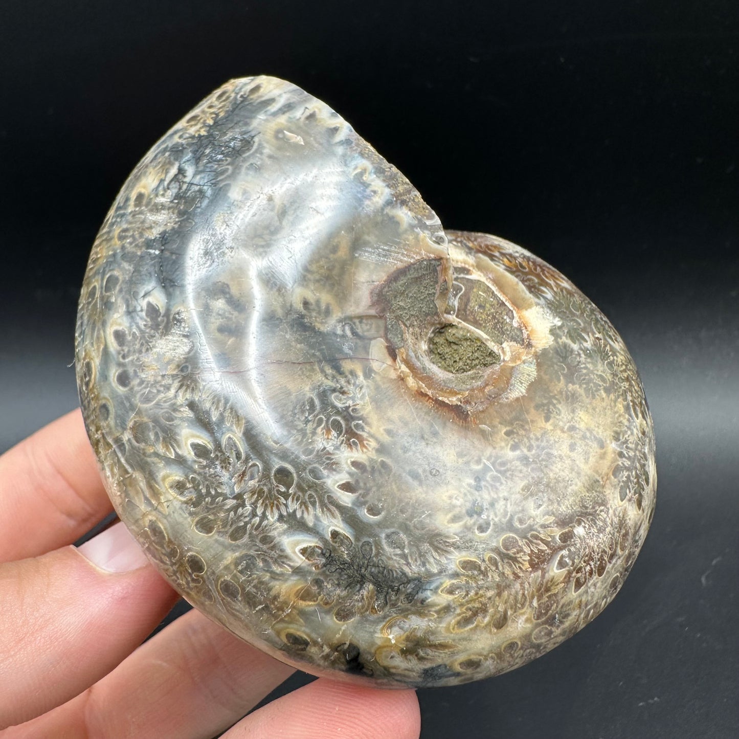 Phylloceras Ammonite Fossil With Box And Stand - Cretaceous Ammonite Madagascar