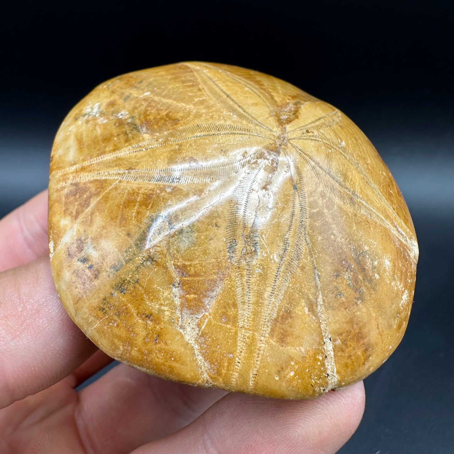 Holectypus Sea Urchin Fossil With Box And Stand - Middle Jurassic Madagascar