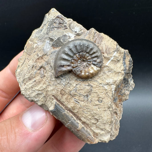 Amaltheus subnodosus Ammonite fossil with box and stand - Whitby, North Yorkshire Jurassic Coast Yorkshire Fossils