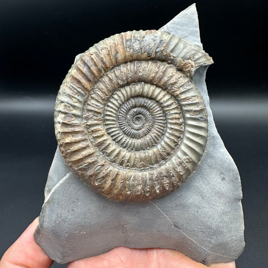 Dactylioceras Ammonite Fossil - Whitby, North Yorkshire Jurassic Coast Yorkshire Fossils