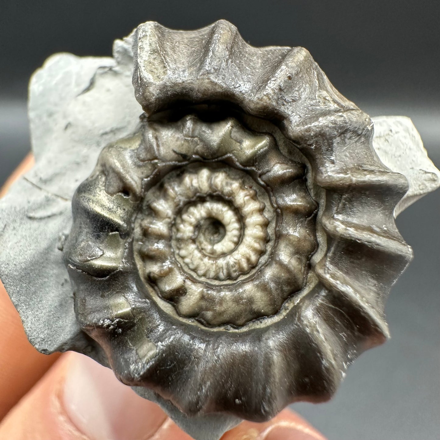 Gagaticeras Ammonite fossil with box and stand - Whitby, North Yorkshire Jurassic Coast Yorkshire Fossils