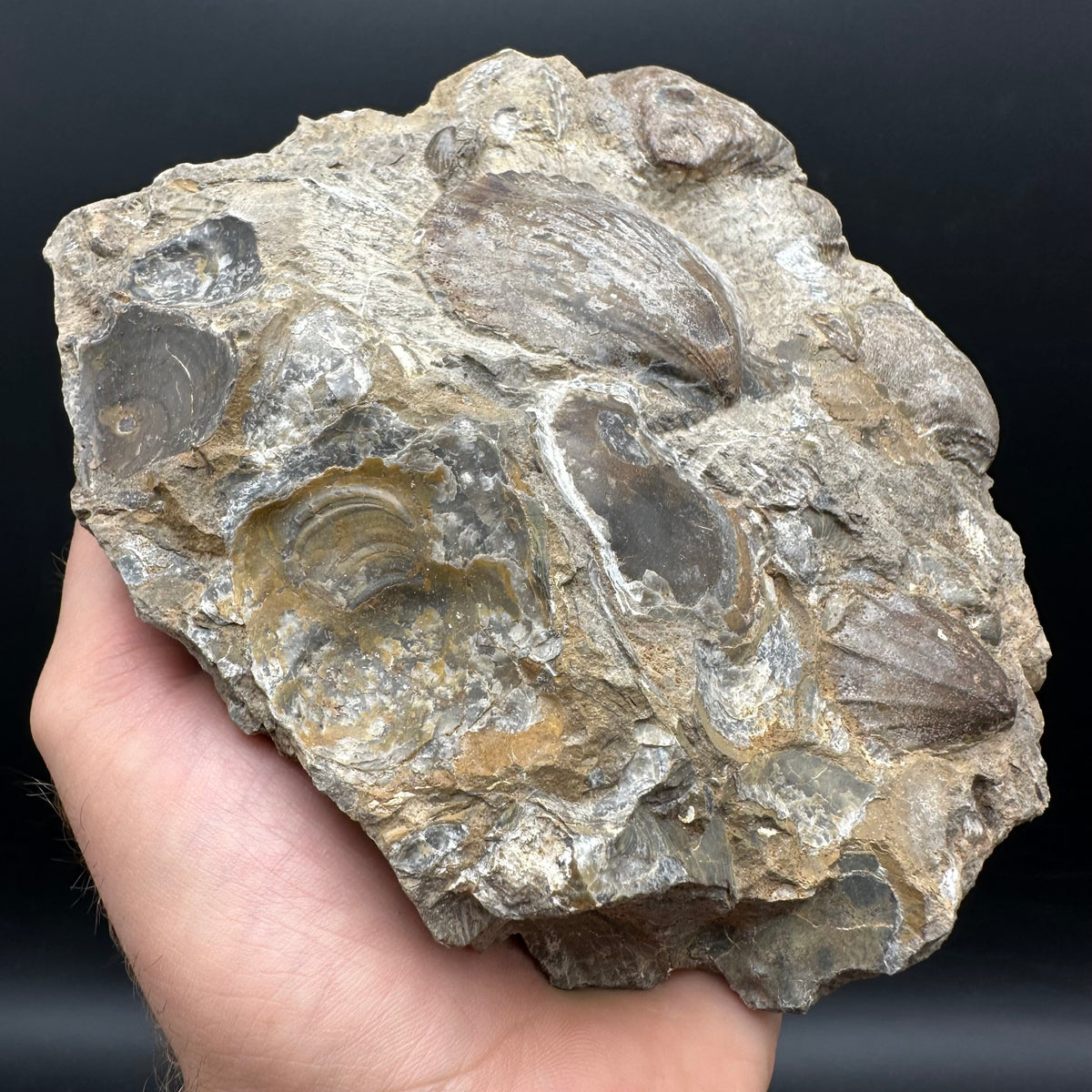 Shell fossil with stand - Whitby, North Yorkshire, Jurassic Coast, Yorkshire Fossils