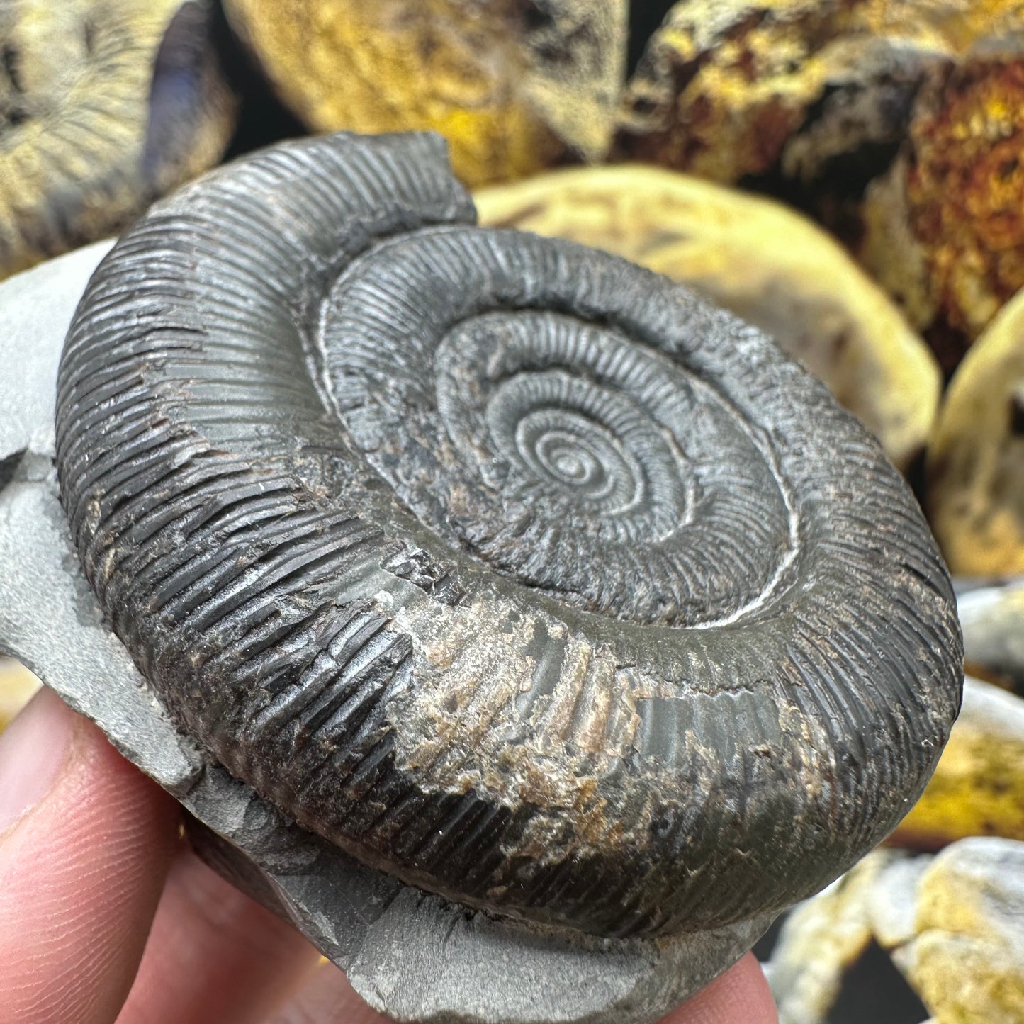 Dactylioceras tenuicostatum ammonite fossil - Whitby, North Yorkshire Jurassic Coast Yorkshire Fossils