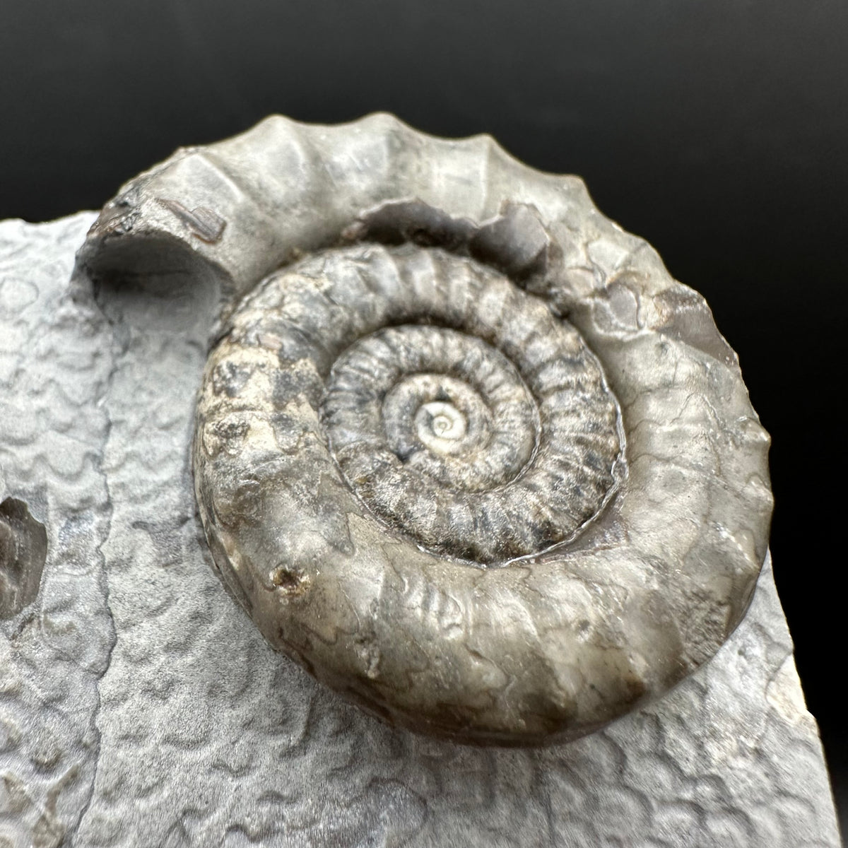Arnioceras ammonite shell fossil with box and stand - Whitby, North Yorkshire Jurassic Coast Yorkshire Fossils