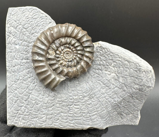 Gagaticeras Ammonite fossil with box and stand - Whitby, North Yorkshire Jurassic Coast Yorkshire Fossils