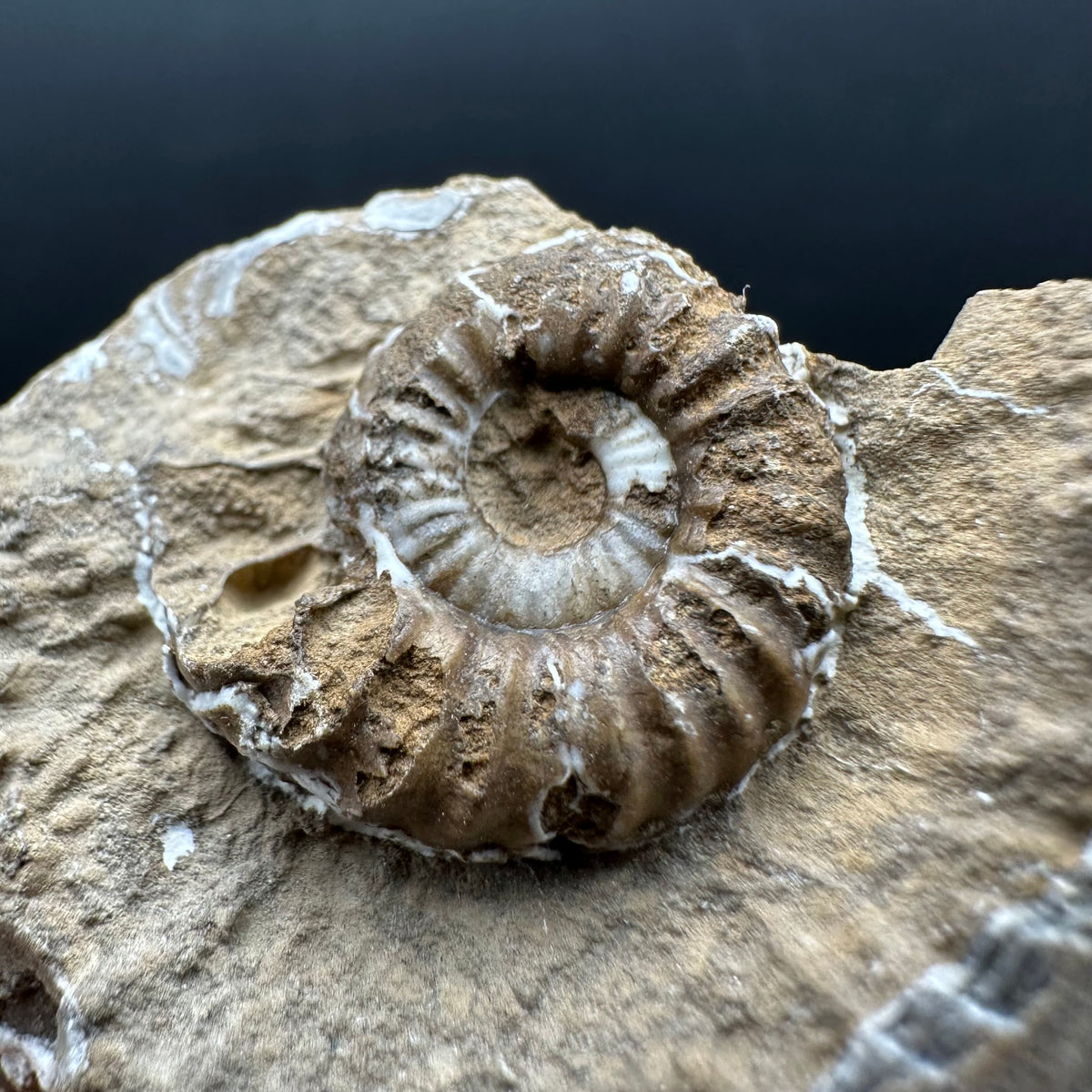 Androgynoceras capricornus Ammonite Fossil With Stand - Whitby, North Yorkshire Jurassic Coast Yorkshire Fossils