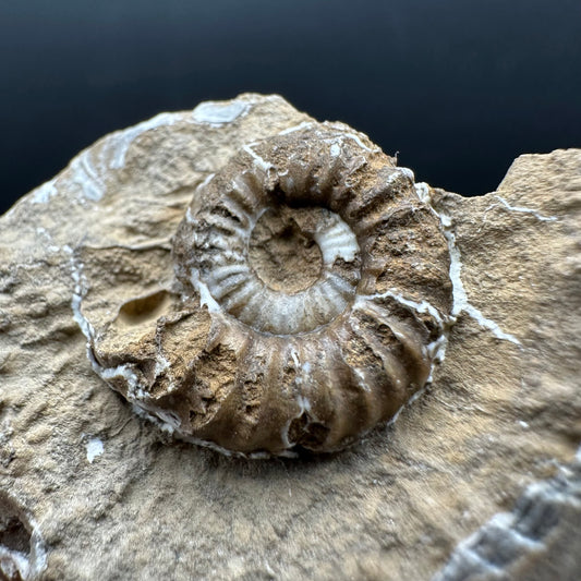 Androgynoceras capricornus Ammonite Fossil With Stand - Whitby, North Yorkshire Jurassic Coast Yorkshire Fossils