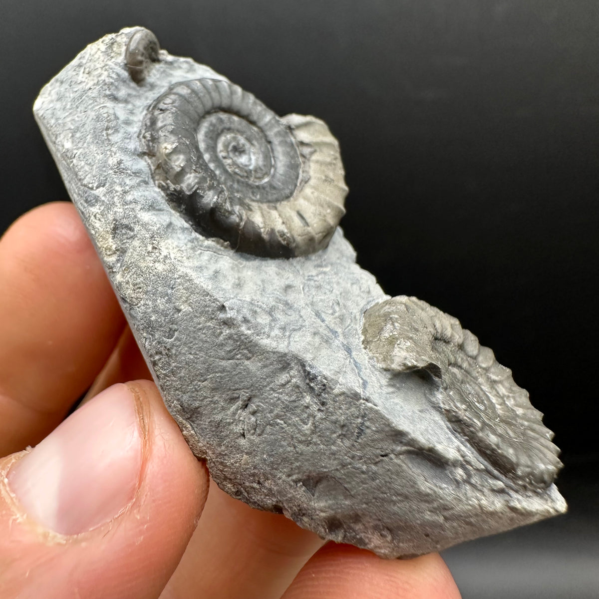 Arnioceras ammonite shell fossil with box and stand - Whitby, North Yorkshire Jurassic Coast Yorkshire Fossils
