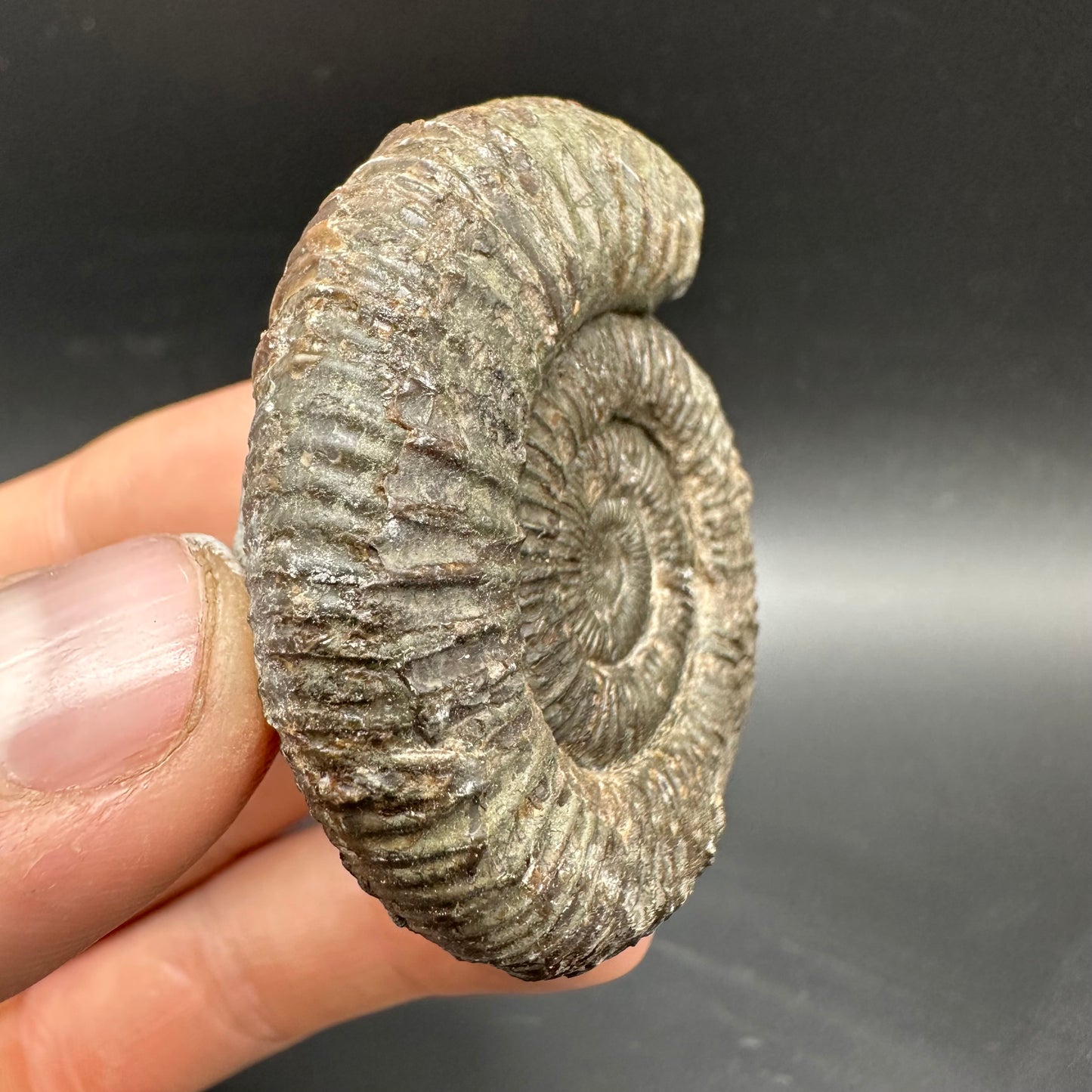 Dactylioceras Ammonite Fossil With box and Stand - Whitby, North Yorkshire Jurassic Coast Yorkshire Fossils