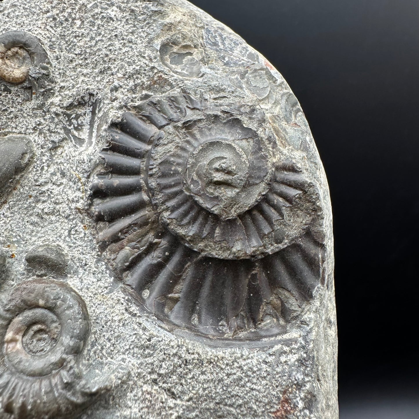 Arnioceras ammonite shell fossil with stand - Whitby, North Yorkshire Jurassic Coast Yorkshire Fossils