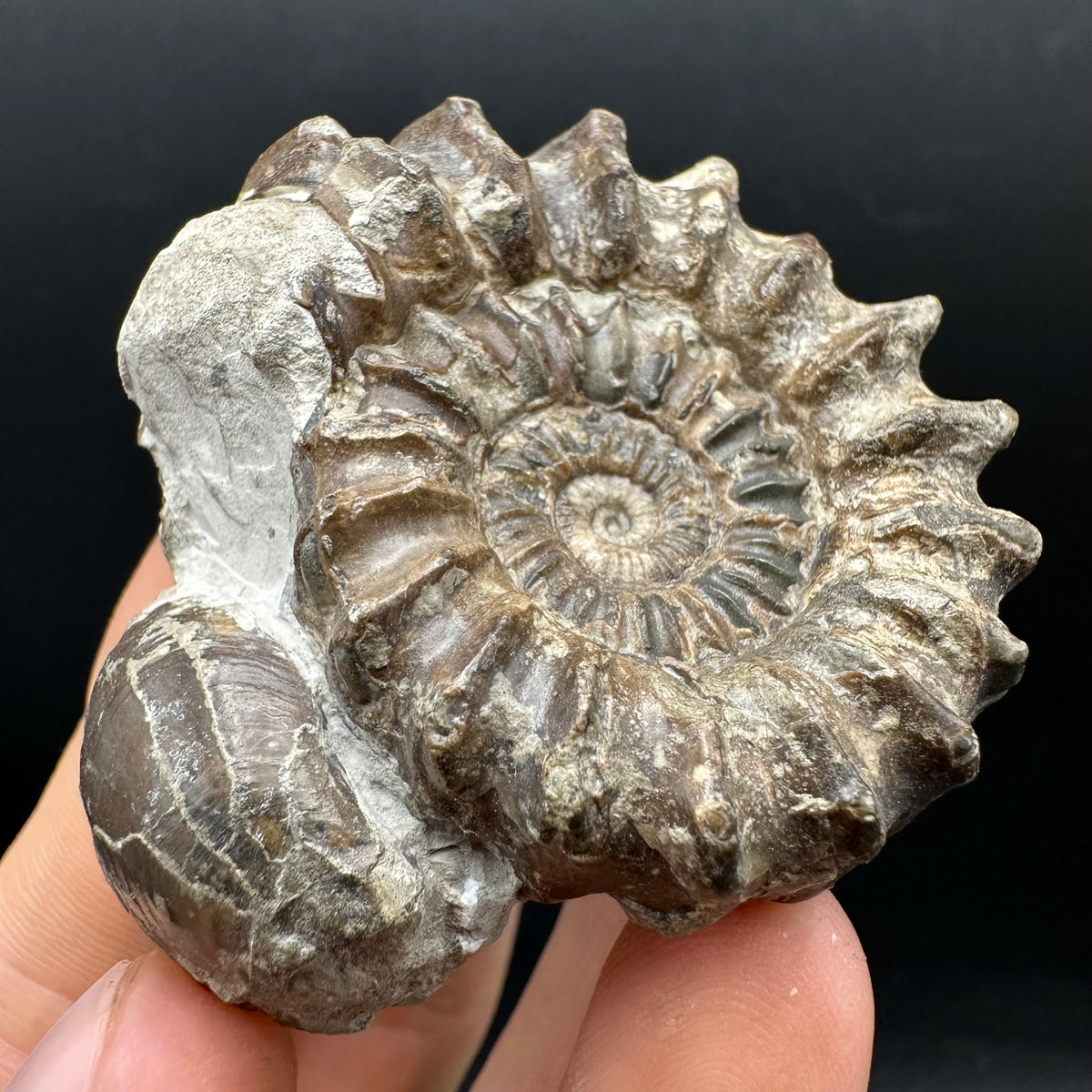 Oistoceras figulinum ammonite fossil with box and stand - Whitby, North Yorkshire Jurassic Coast Yorkshire Fossils