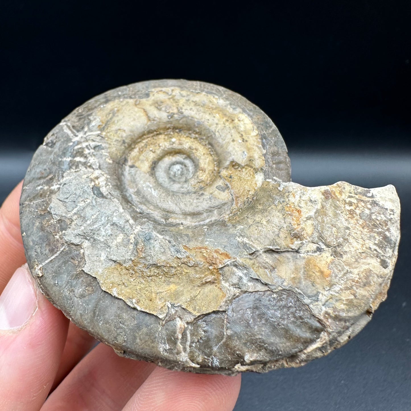 Hildoceras semipolitum Ammonite fossil with box and stand - Whitby, North Yorkshire Jurassic Coast, Yorkshire Fossils from the Jurassic Coast