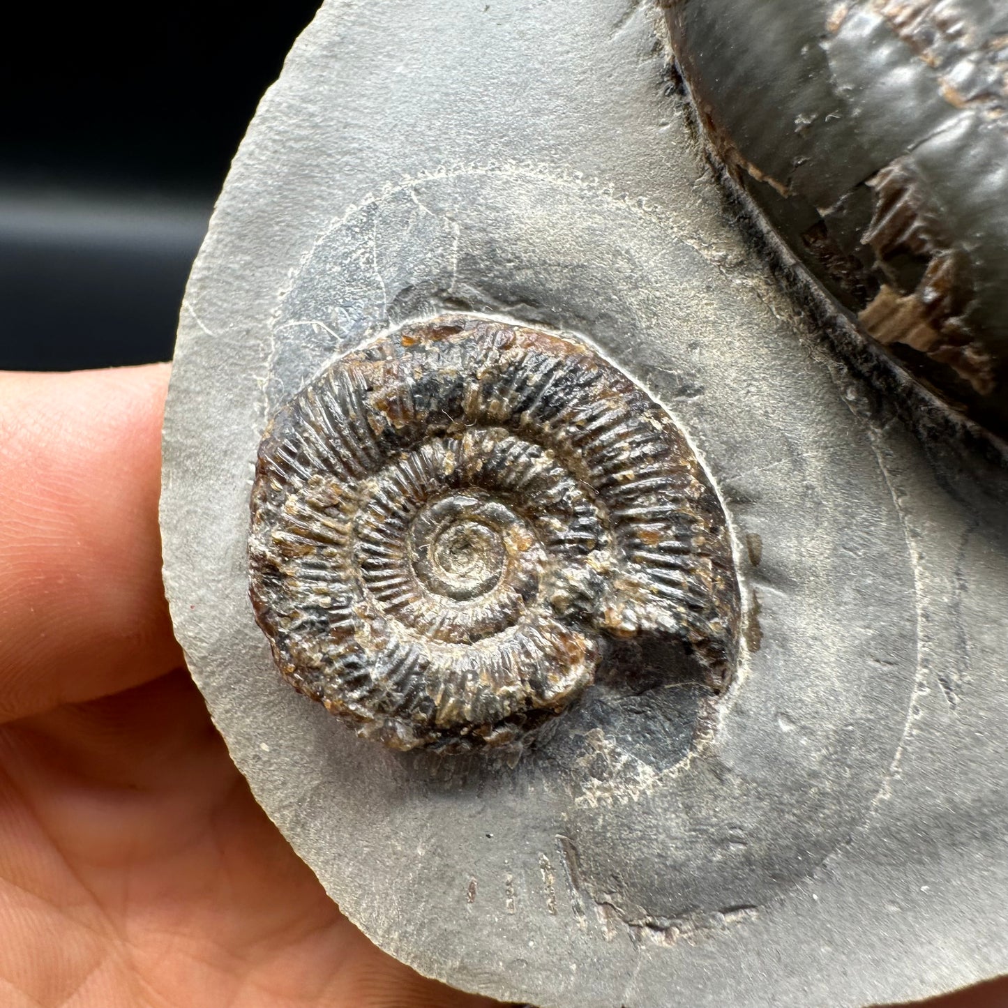 Dactylioceras tenuicostatum ammonite fossil with box and stand - Whitby, North Yorkshire Jurassic Coast