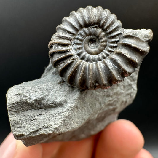 Promicroceras Ammonite shell fossil with box and stand - Whitby, North Yorkshire Jurassic Coast Yorkshire Fossils