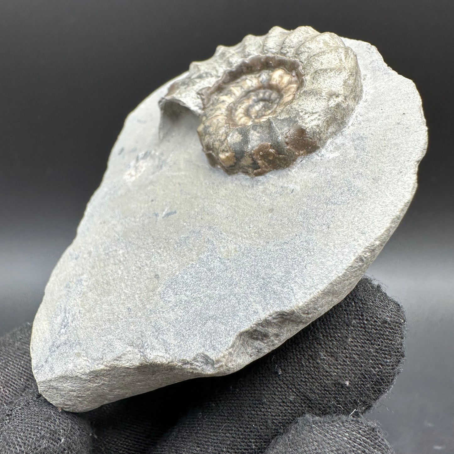 Eugassiceras Ammonite shell fossil with box and stand - Whitby, North Yorkshire Jurassic Coast Yorkshire Fossils