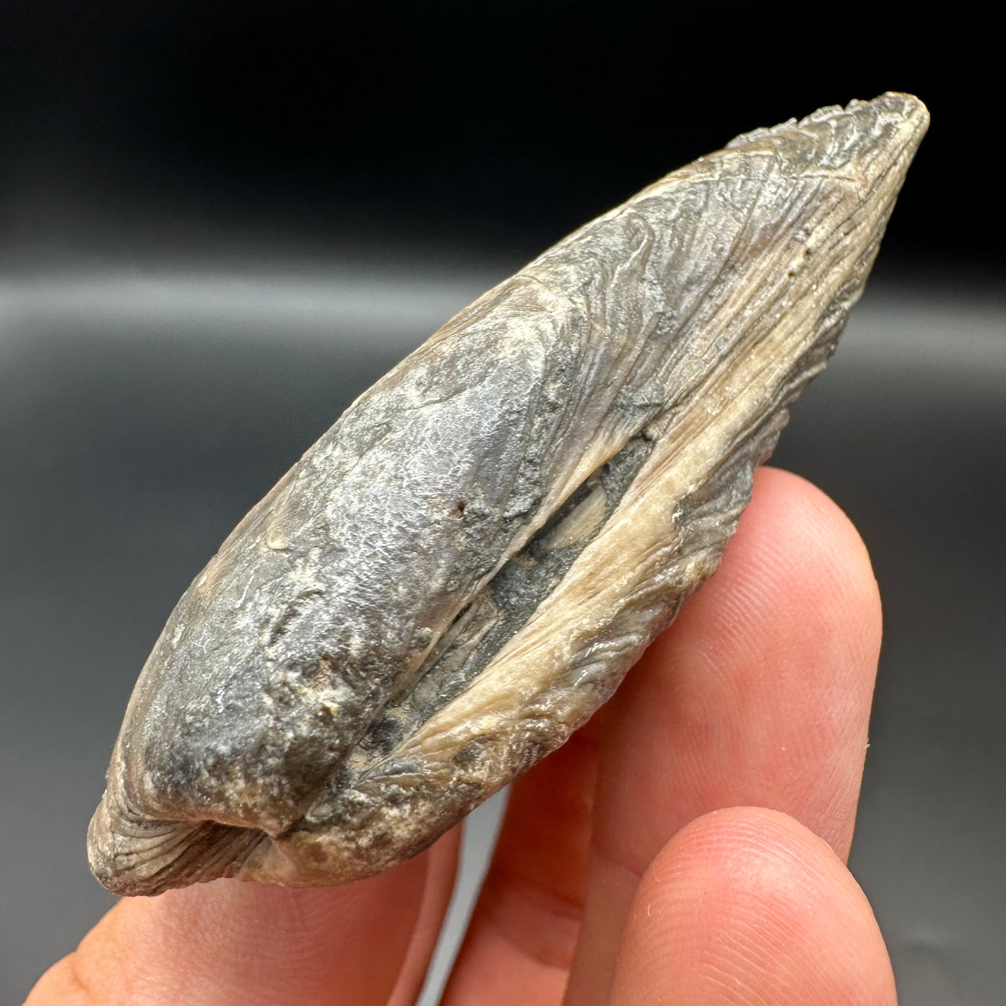 Shell fossil with box and stand - Whitby, North Yorkshire, Jurassic Coast, Yorkshire Fossils