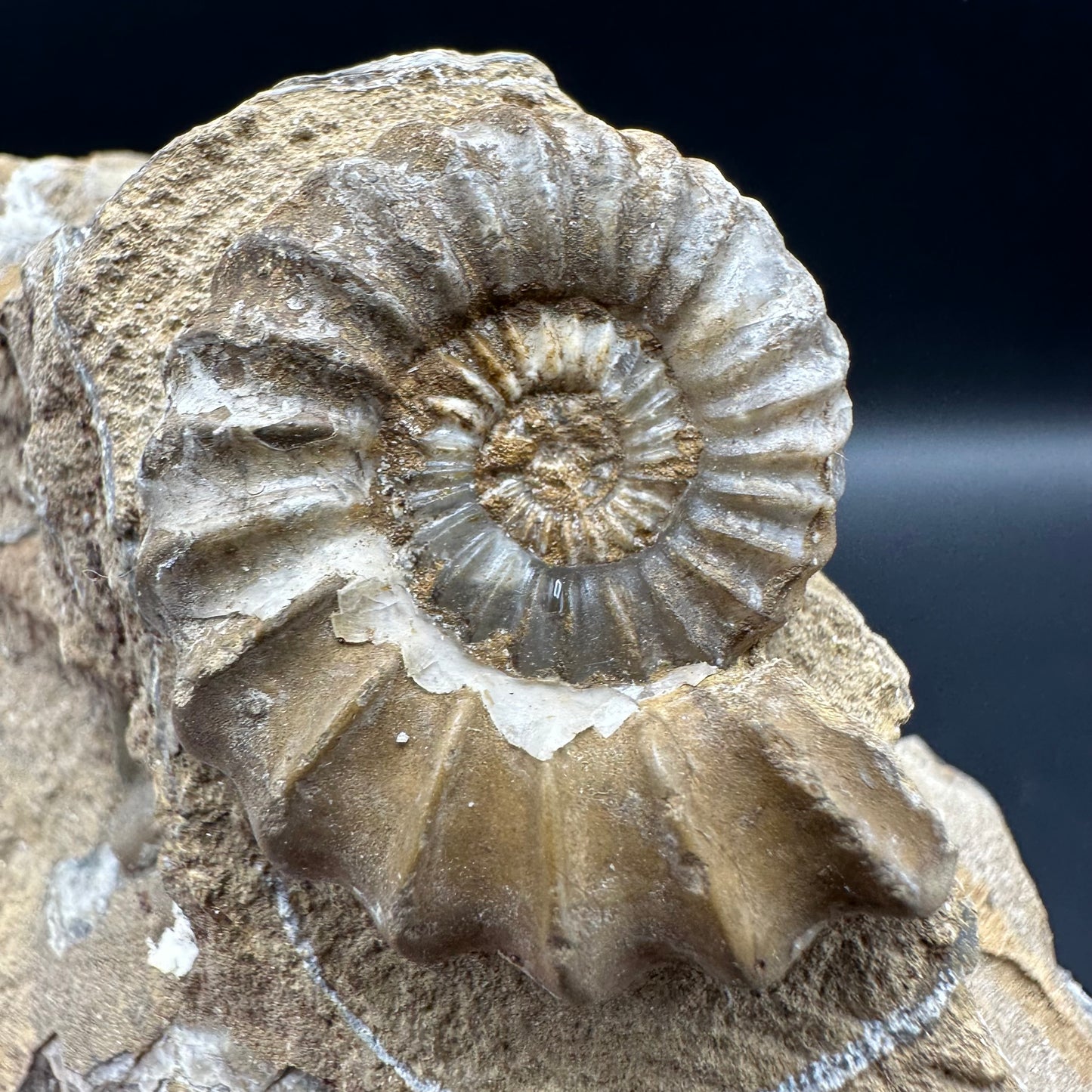 Androgynoceras capricornus Ammonite fossil with box and stand - Whitby, North Yorkshire Jurassic Coast Yorkshire Fossils