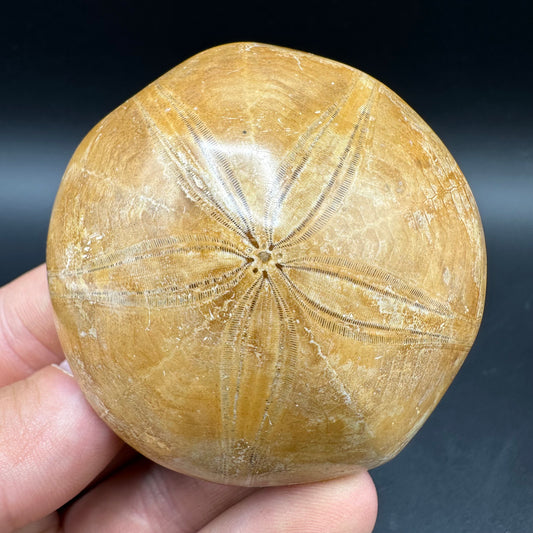 Holectypus Sea Urchin Fossil With Box And Stand - Middle Jurassic Madagascar