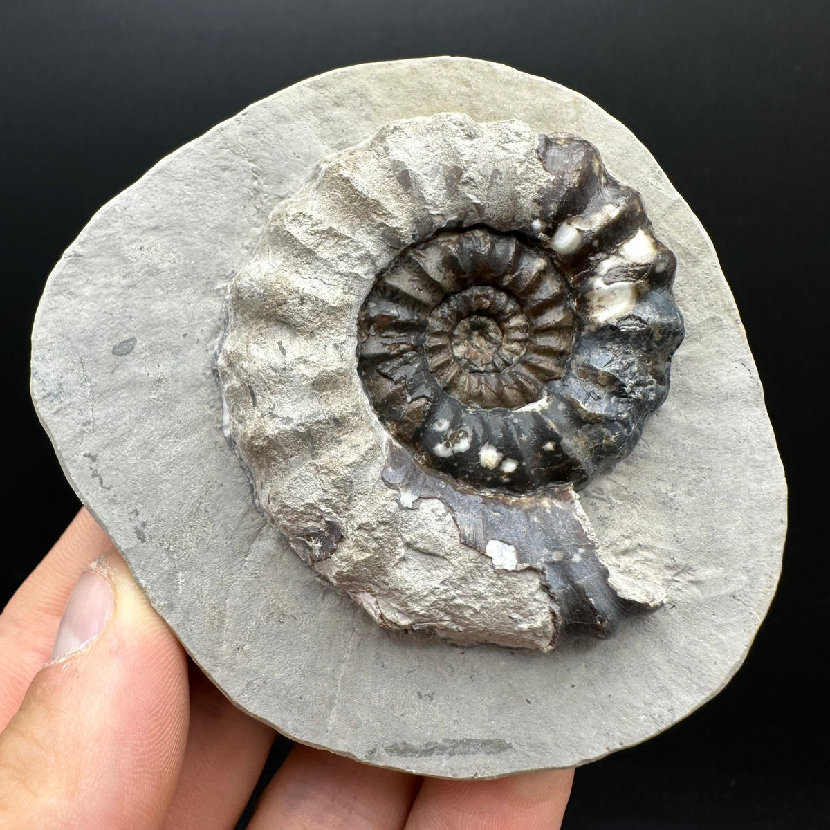 Androgynoceras maculatum ammonite fossil with box and stand - Whitby, North Yorkshire Jurassic Coast Yorkshire Fossils