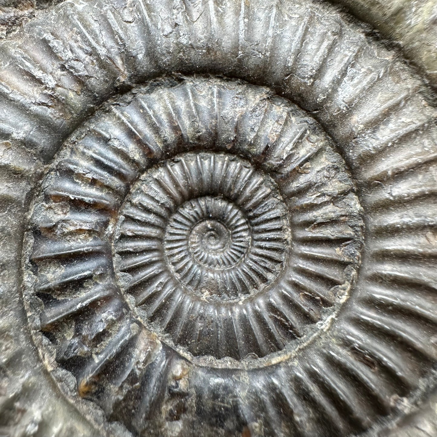 Dactylioceras Ammonite Fossil With Box And Stand - Whitby, North Yorkshire Jurassic Coast Yorkshire Fossils