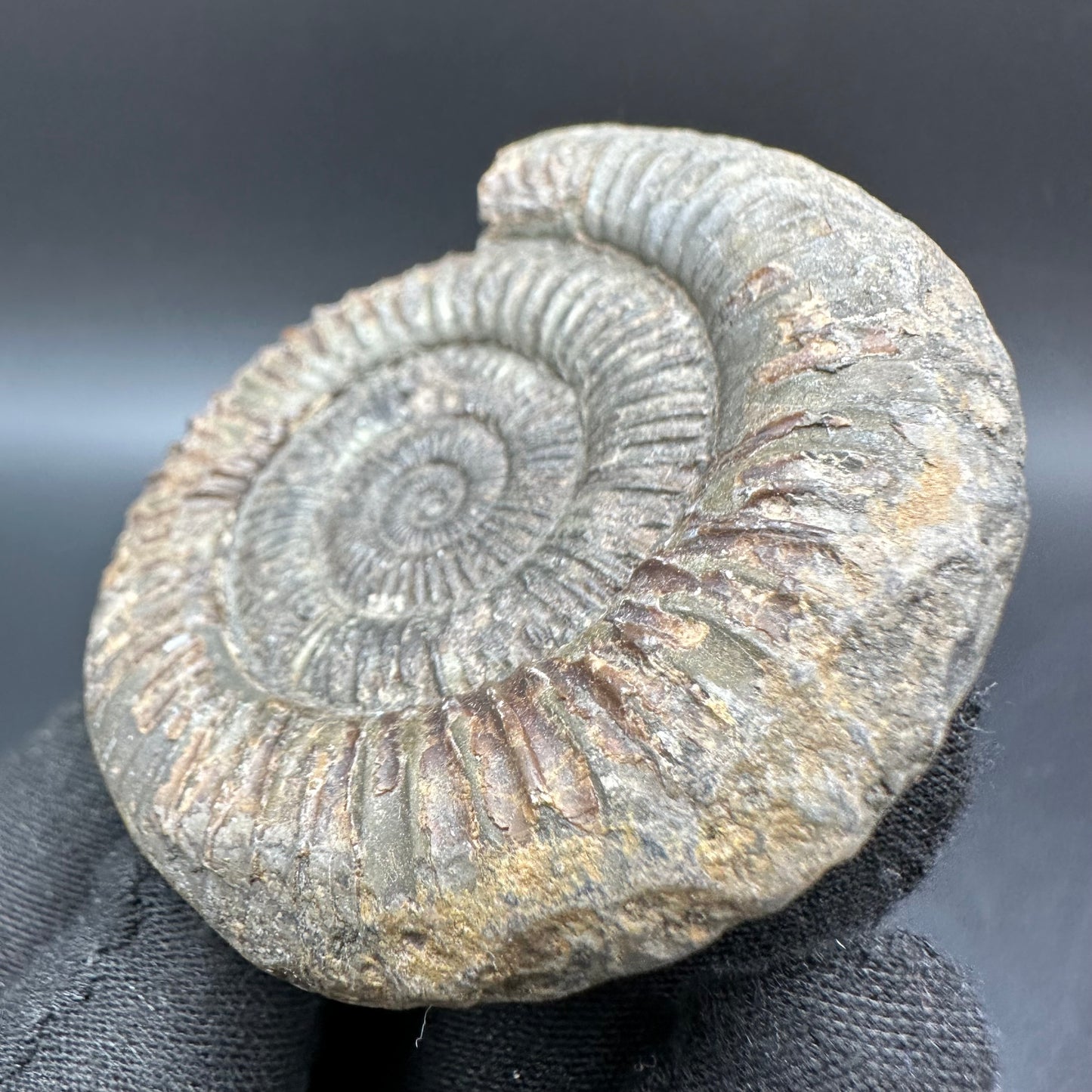 Dactylioceras Ammonite Fossil With Box And Stand - Whitby, North Yorkshire Jurassic Coast Yorkshire Fossils