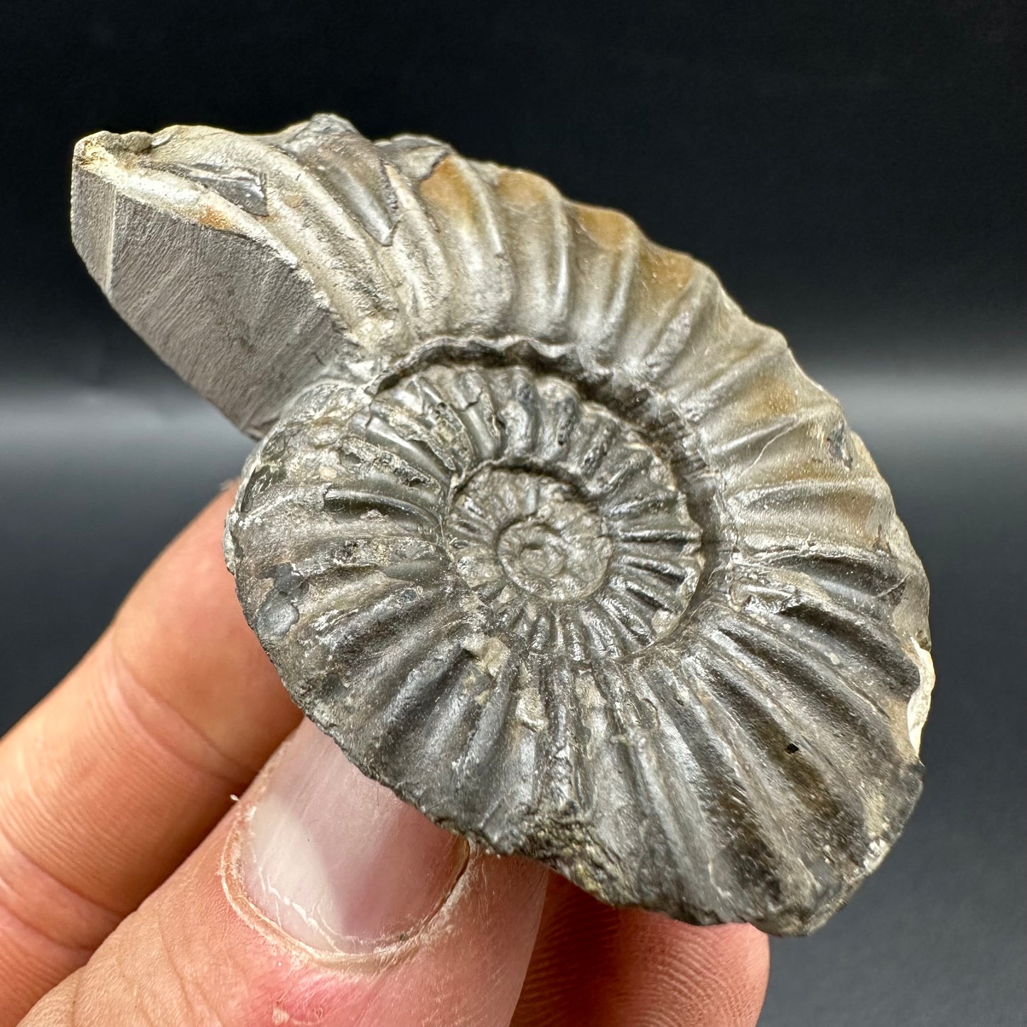 Asteroceras Ammonite fossil with box and stand - Whitby, North Yorkshire Jurassic Coast Yorkshire Fossils